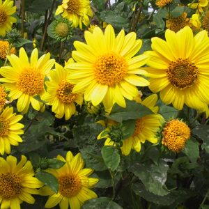 Helianthus decapetalus 'Meteor'