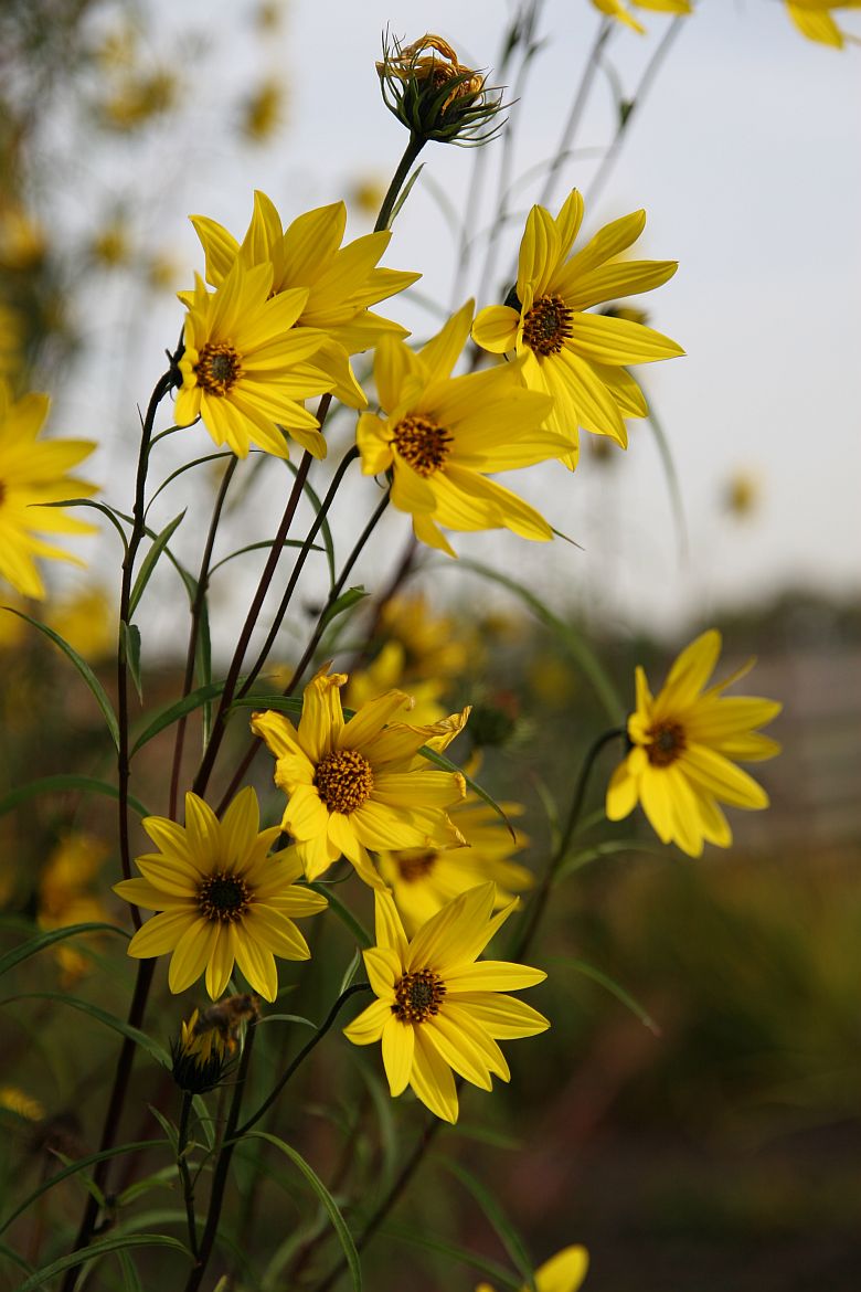 Helianthus orgyalis