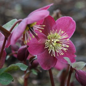 Helleborus x ericsmithii 'Anna's Red' (S)