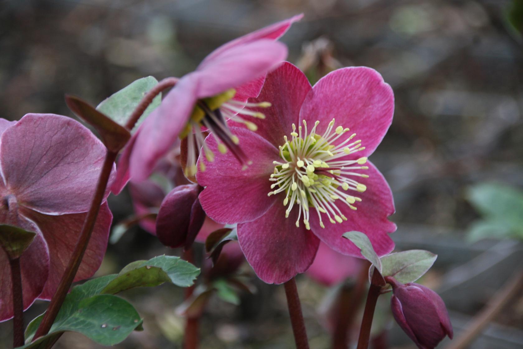 Helleborus x ericsmithii 'Anna's Red' (S)