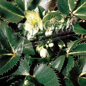 Helleborus argutifolius