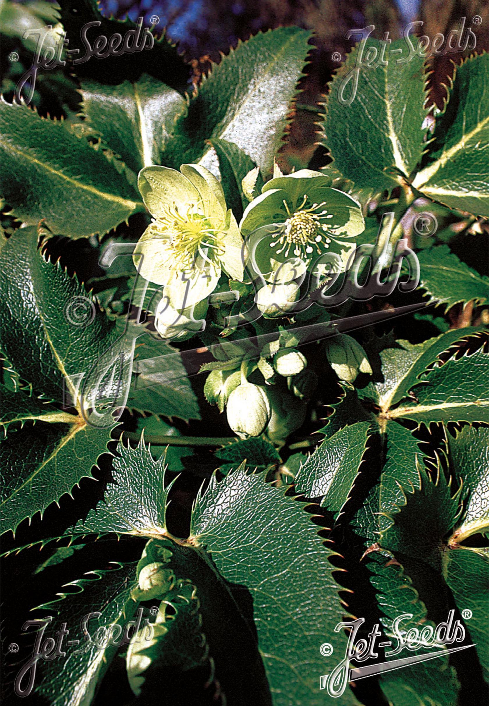 Helleborus argutifolius