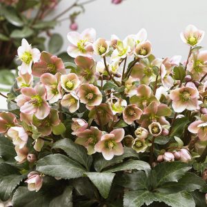 Helleborus x ericsmithii 'Angel Glow' (S)-