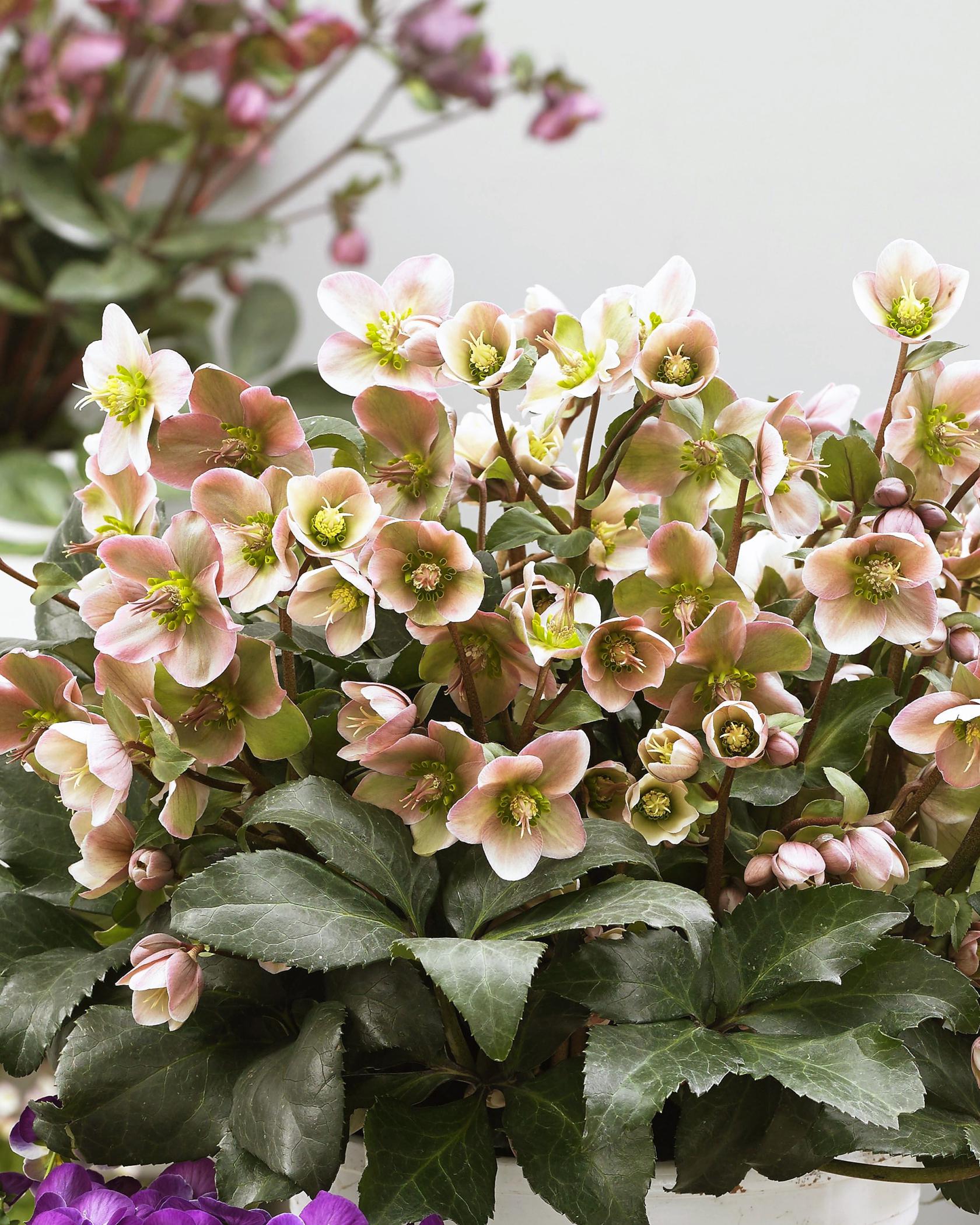 Helleborus x ericsmithii 'Angel Glow' (S)-