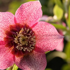 Helleborus x orientalis 'Tutu' (S)