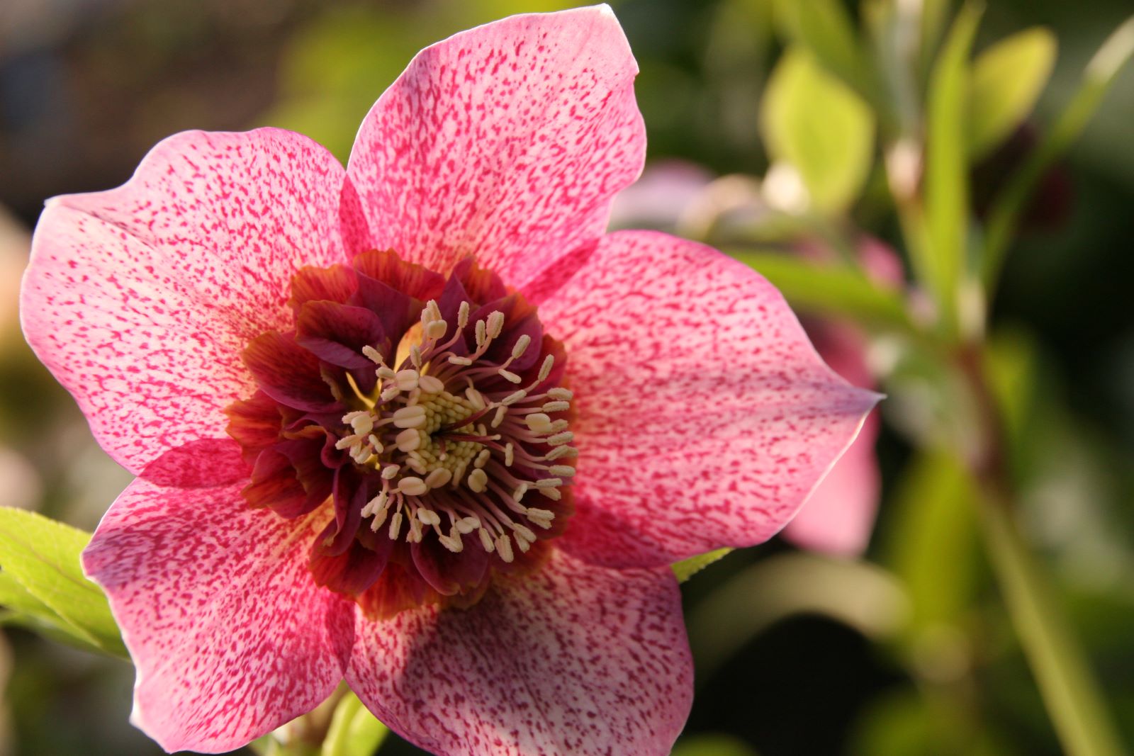 Helleborus x orientalis 'Tutu' (S)