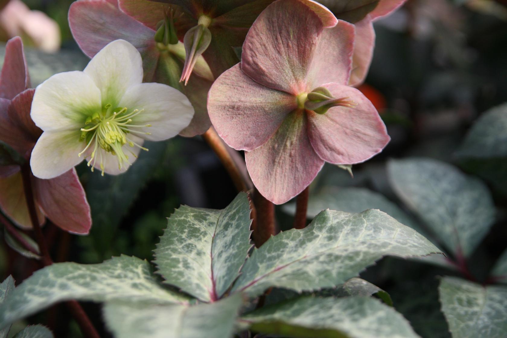 Helleborus x ericsmithii 'Winter Moonbeam' (S)