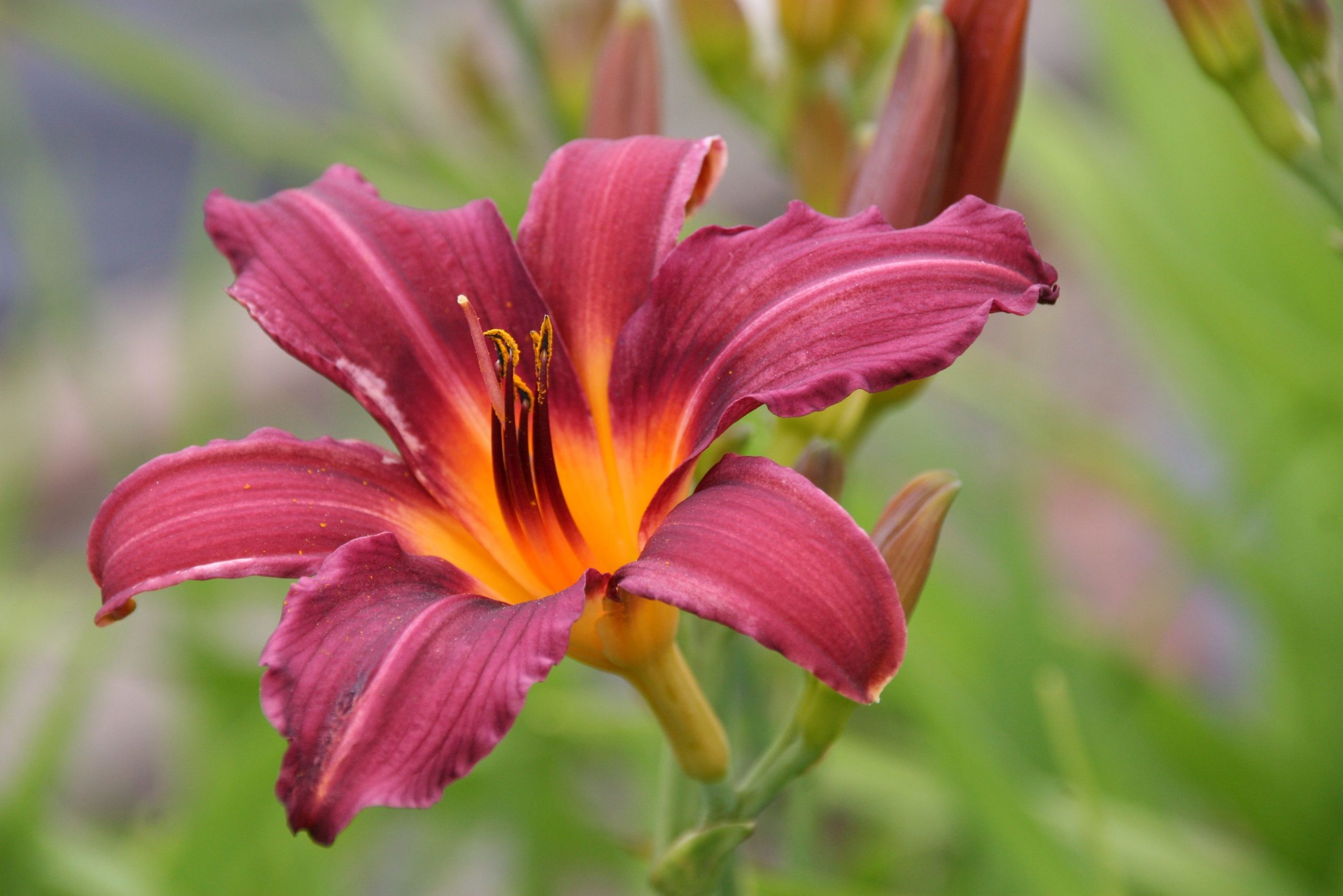 Hemerocallis x cult. 'Prophet'