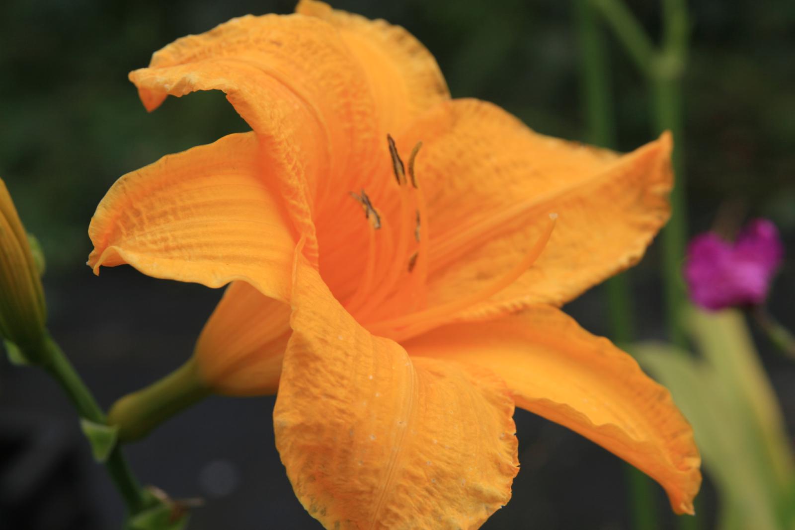 Hemerocallis x cult. 'Aten'