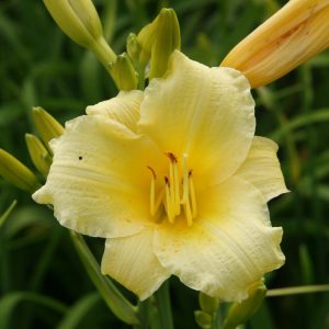 Hemerocallis x cult. 'Butterpad'
