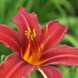 Hemerocallis x cult. 'Crimson Pirate'