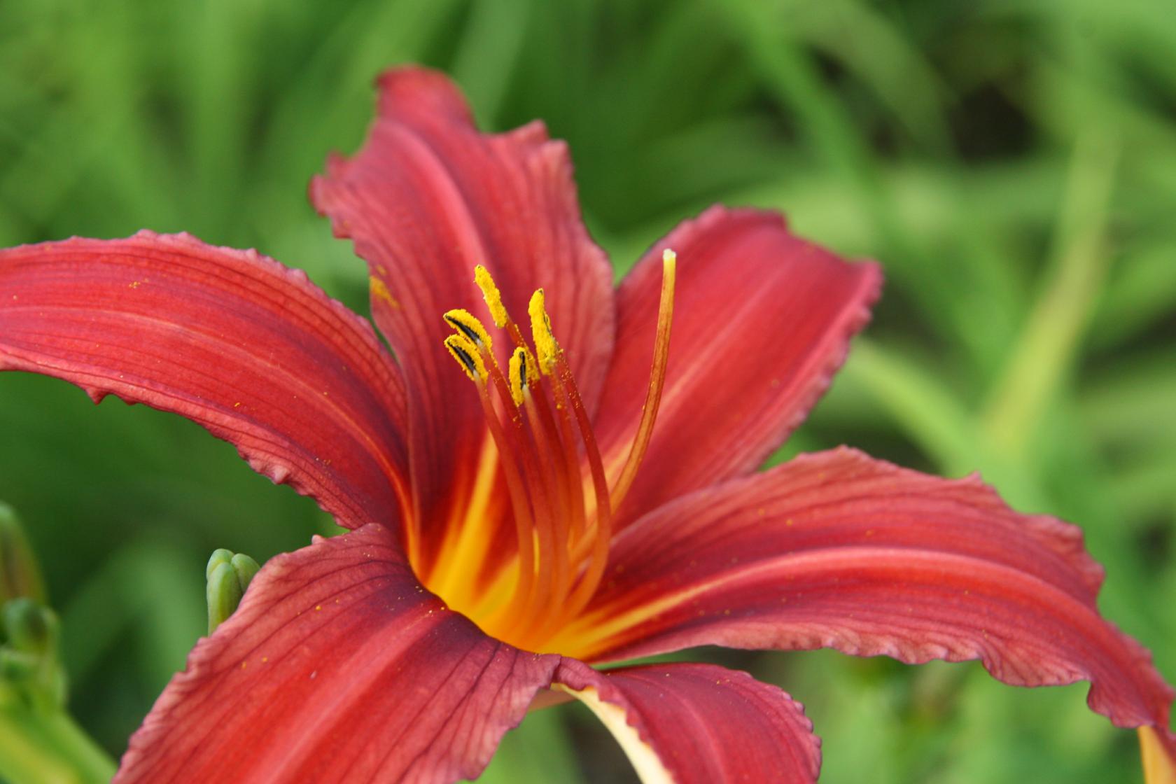 Hemerocallis x cult. 'Crimson Pirate'