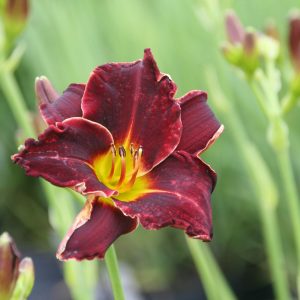 Hemerocallis x cult. 'Ed Murray'