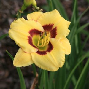 Hemerocallis x cult. 'El Desperado'