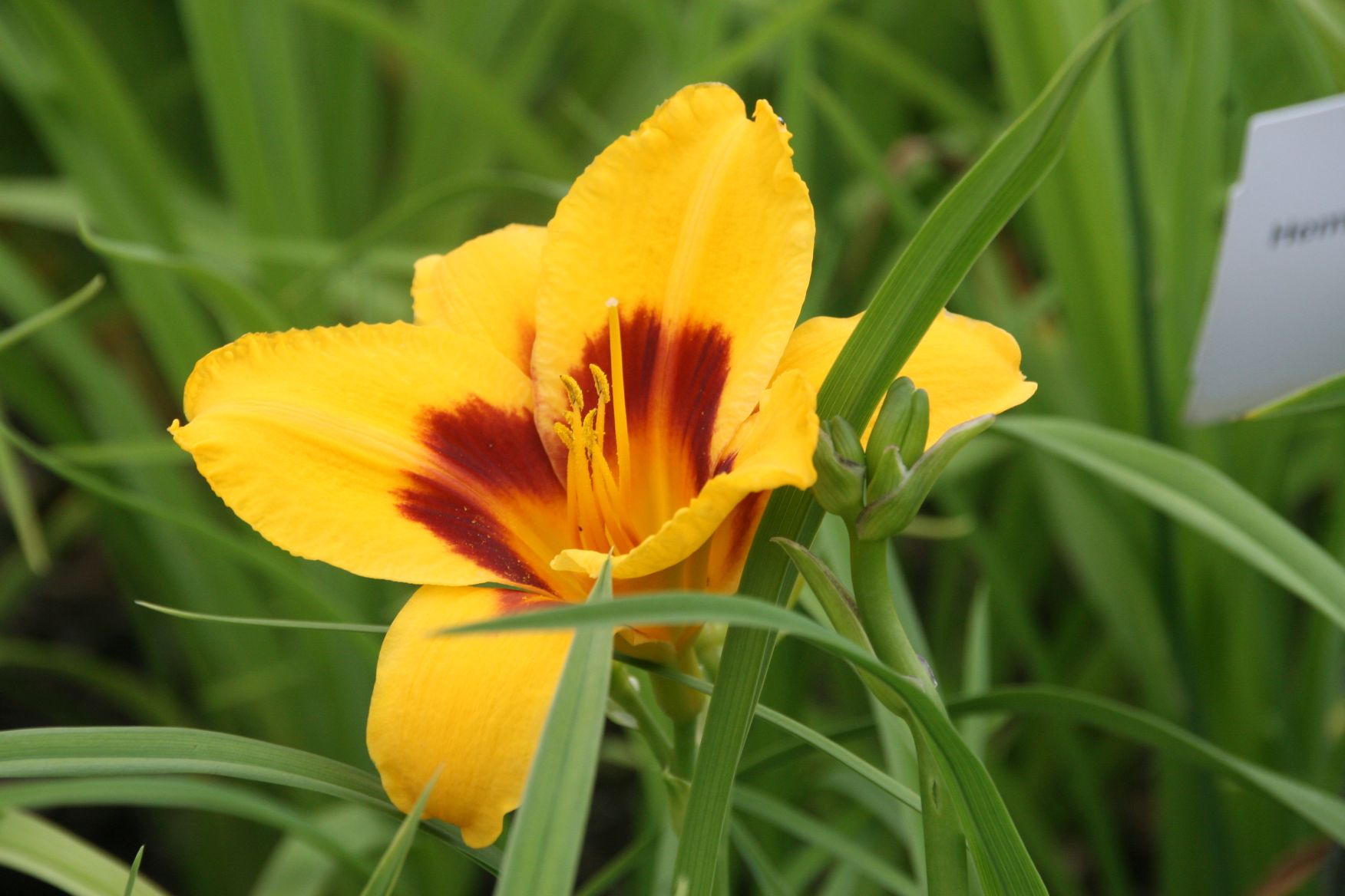 Hemerocallis x cult. 'Fooled Me'
