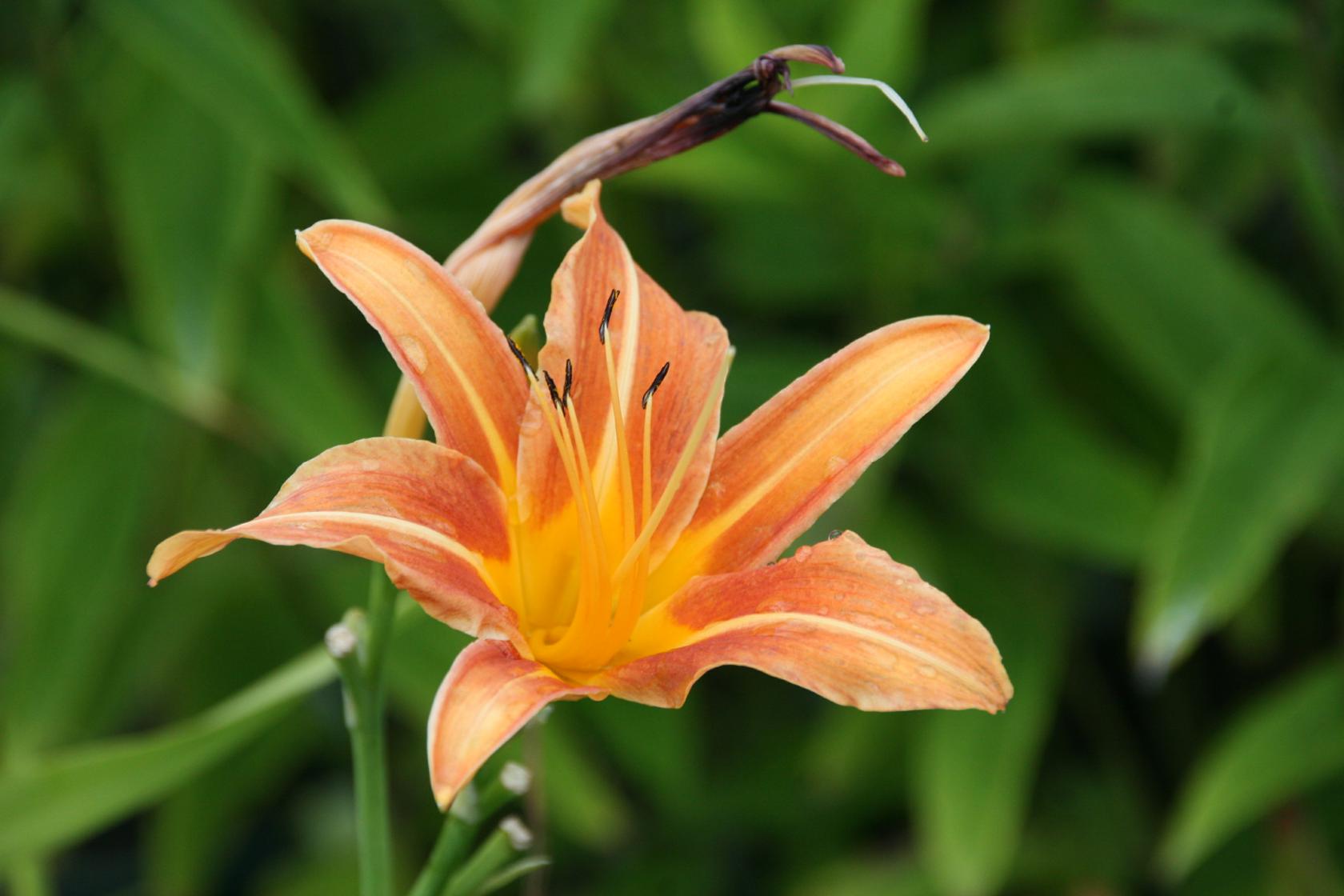 Hemerocallis fulva