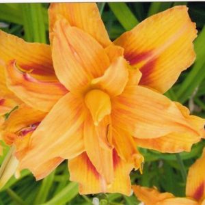 Hemerocallis fulva 'Kwanso'