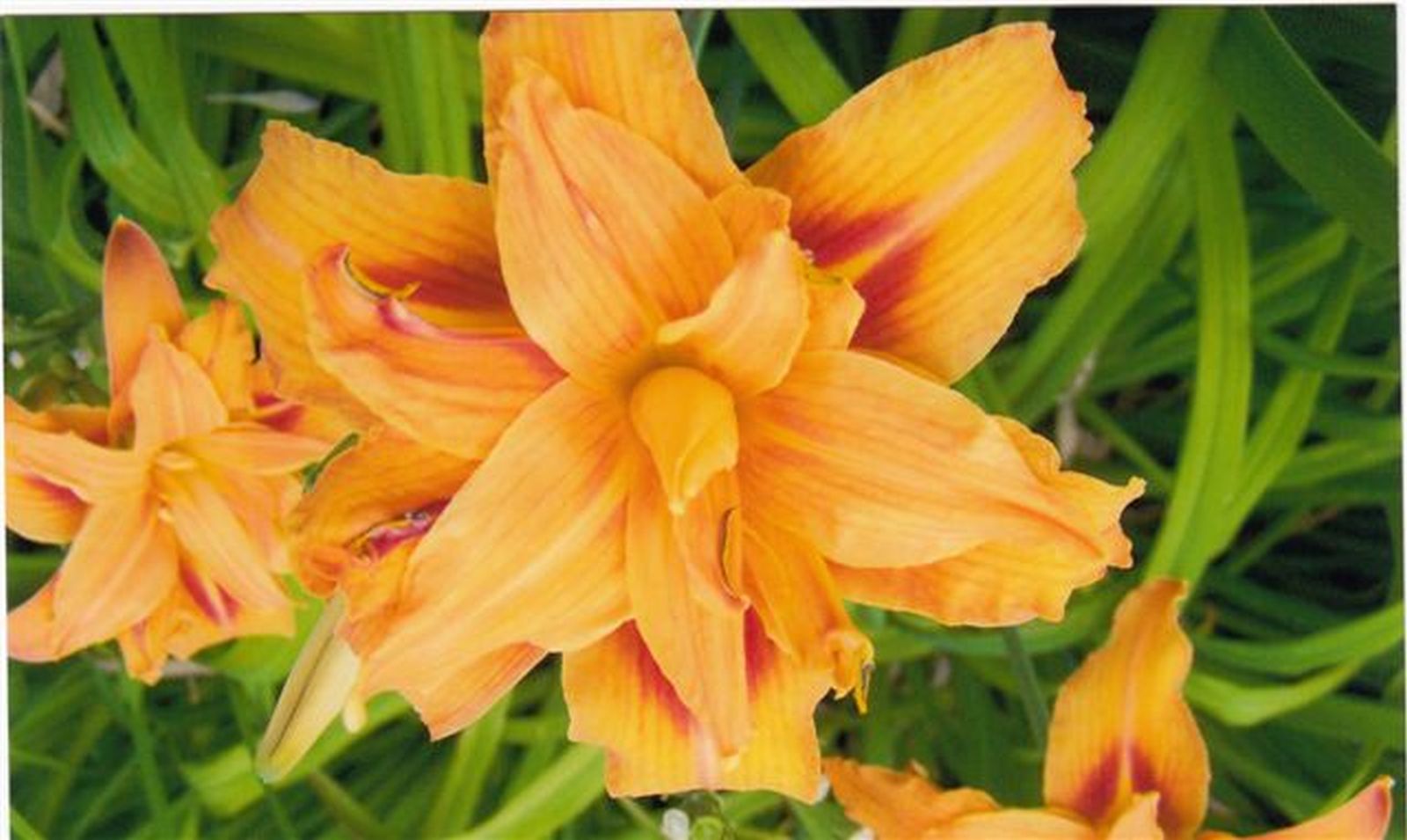 Hemerocallis fulva 'Kwanso'