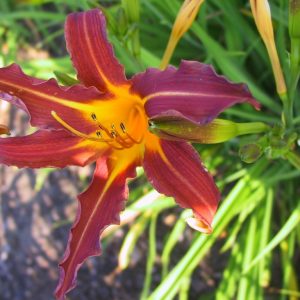 Hemerocallis x cult. 'Sammy Russel'