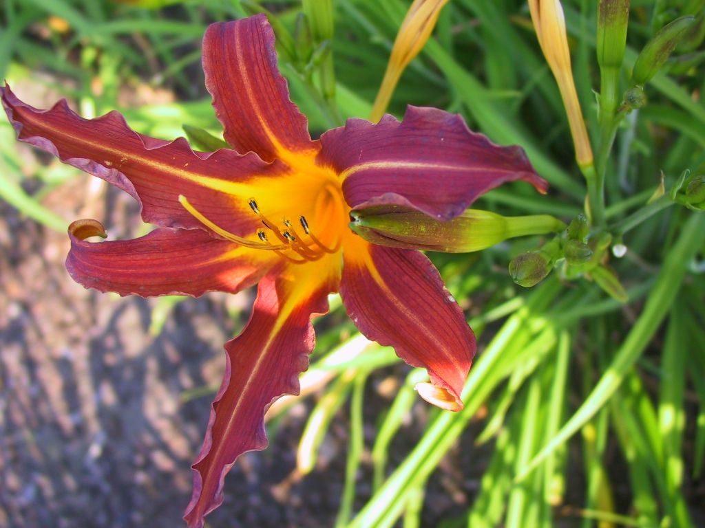 Hemerocallis x cult. 'Sammy Russel'