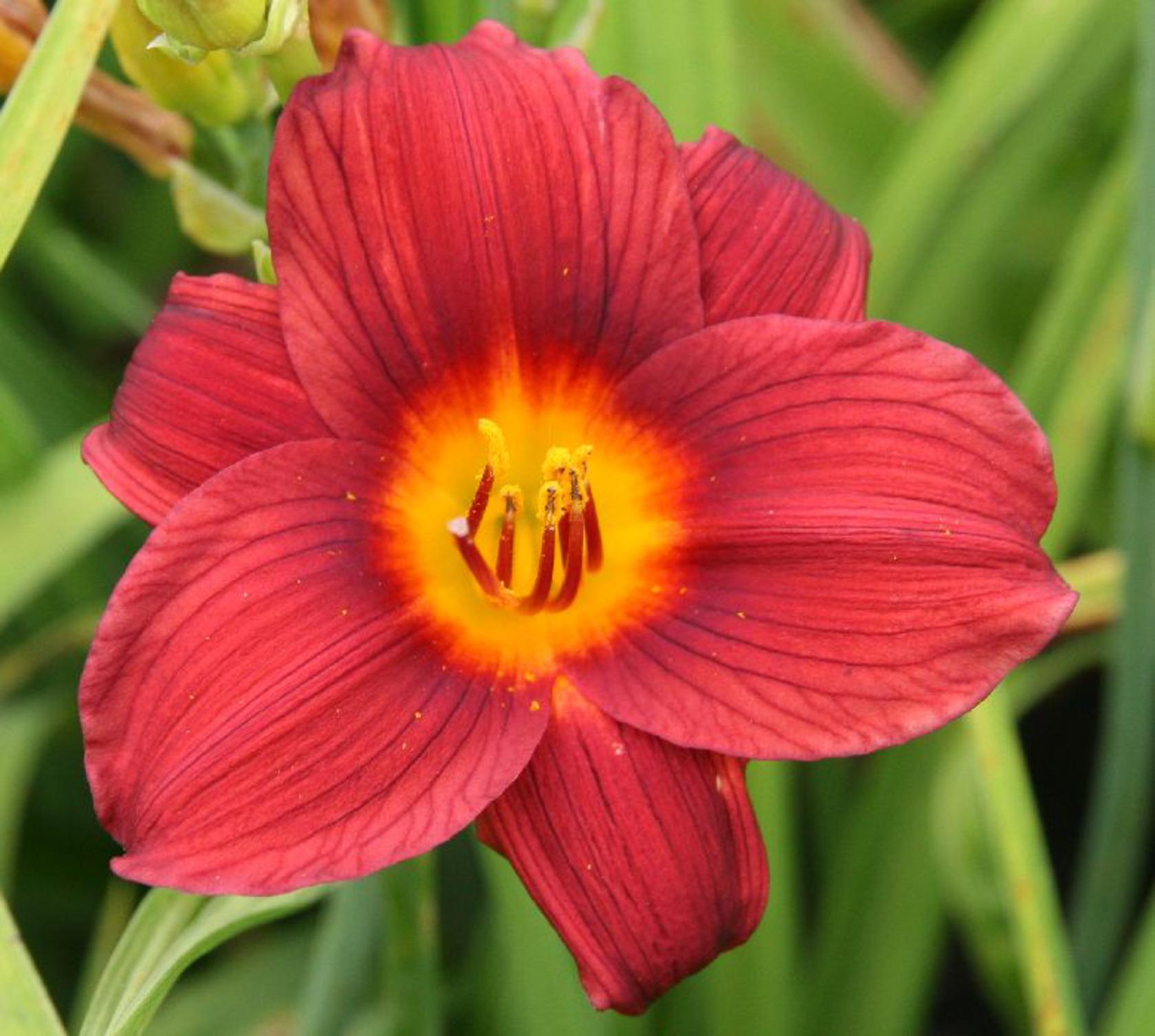 Hemerocallis x cult. 'Little Joy'