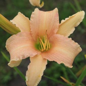 Hemerocallis x cult. 'Luxury Lace'