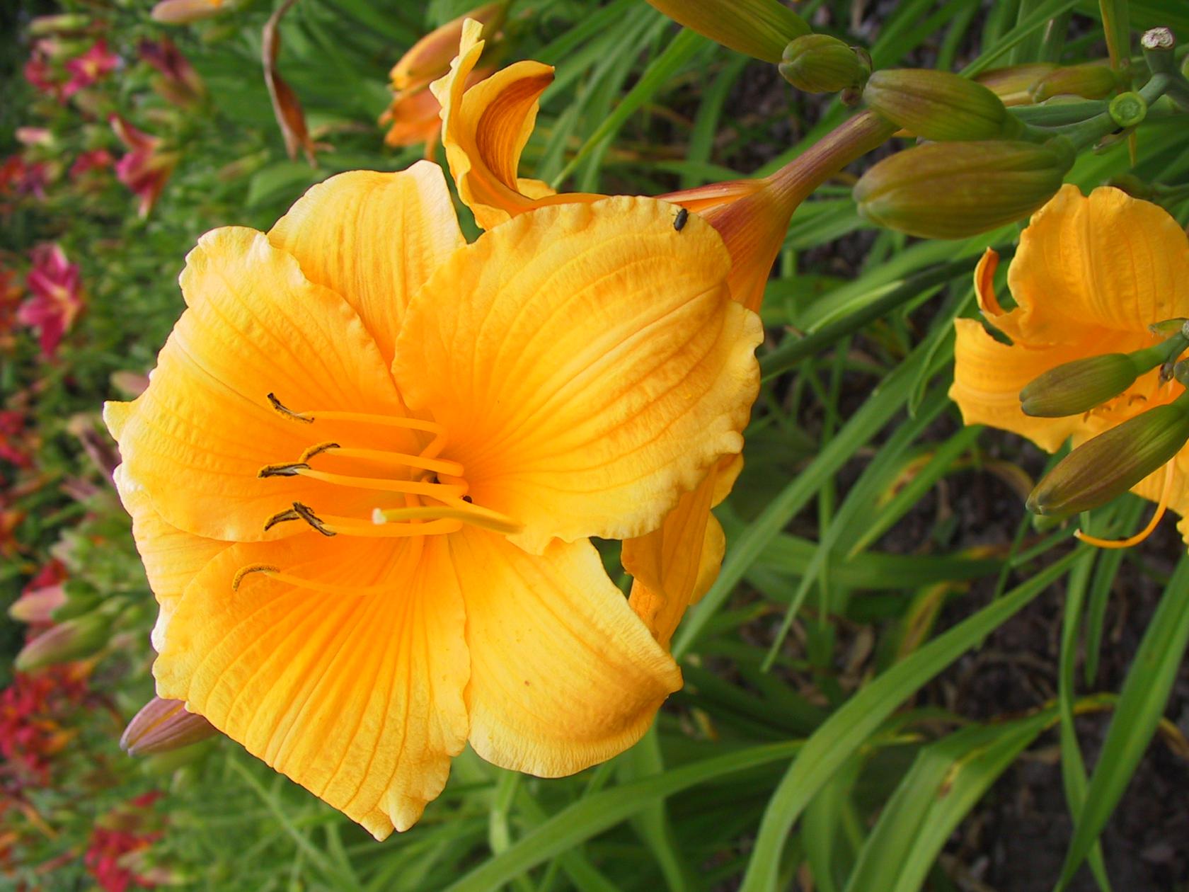 Hemerocallis x cult. 'Mc Pick'