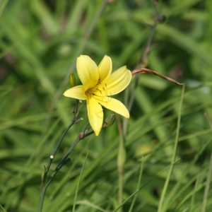 Hemerocallis minor