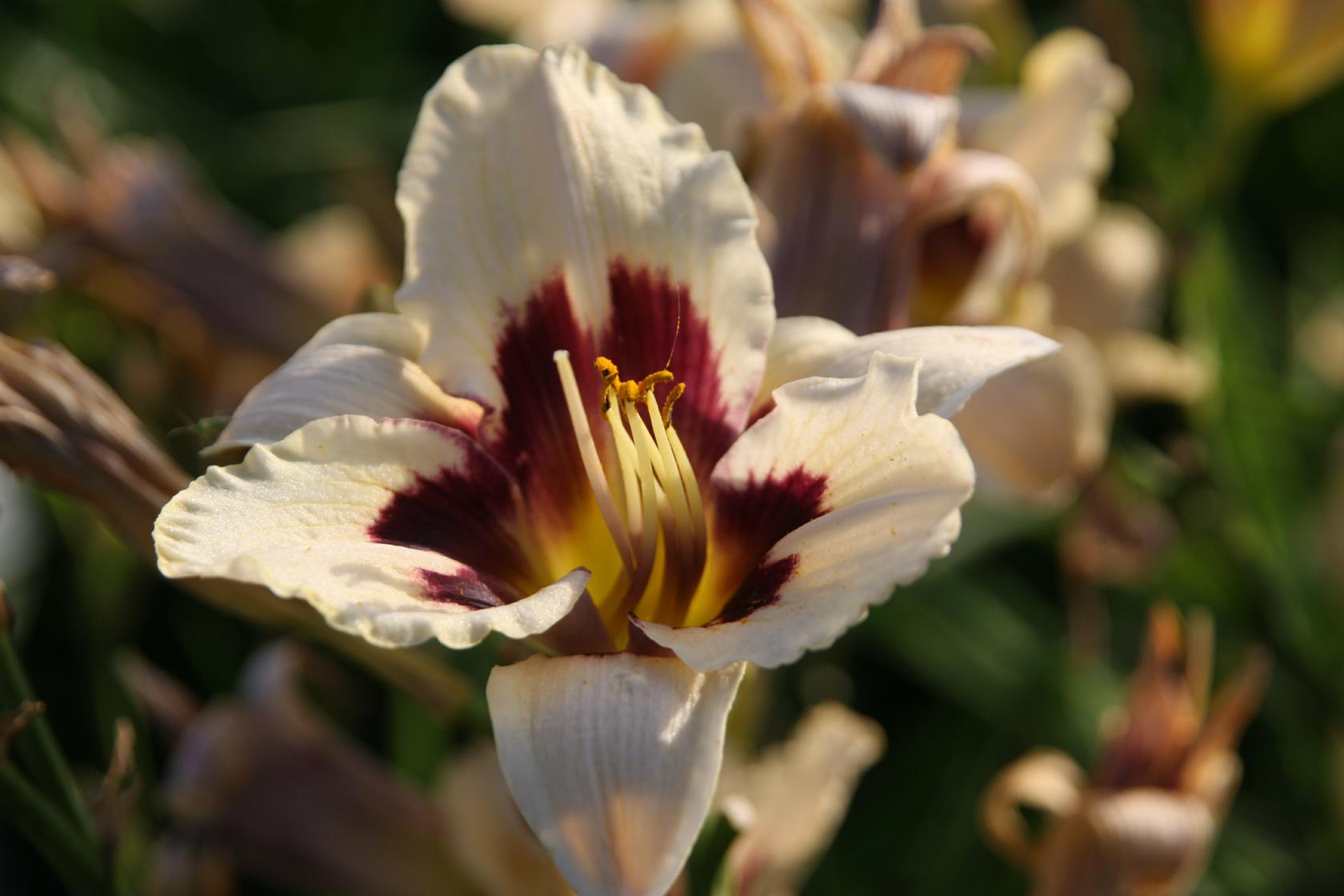Hemerocallis x cult. 'Moonlit Masquerade'