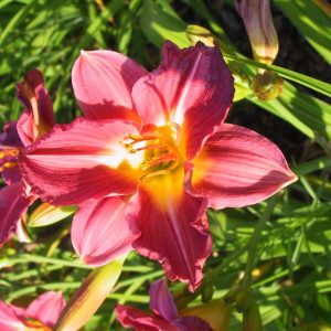 Hemerocallis x cult. 'My Ways'