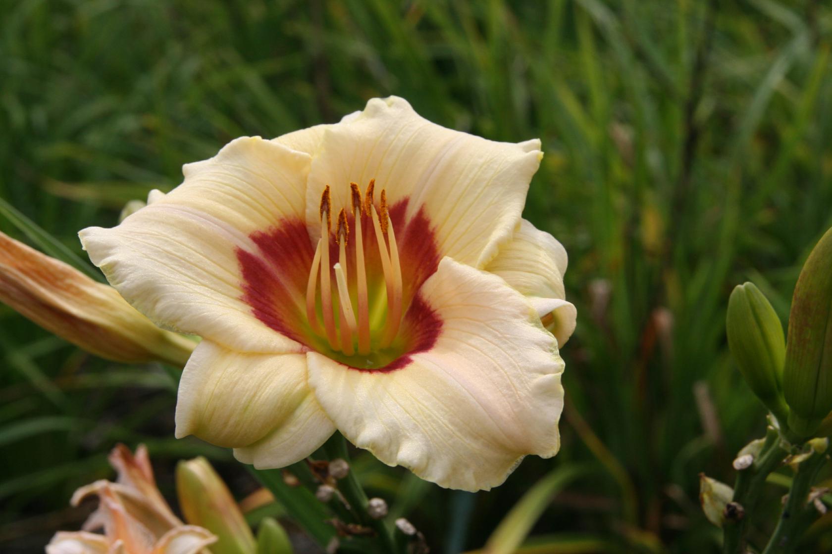 Hemerocallis x cult. 'Pandora's Box'