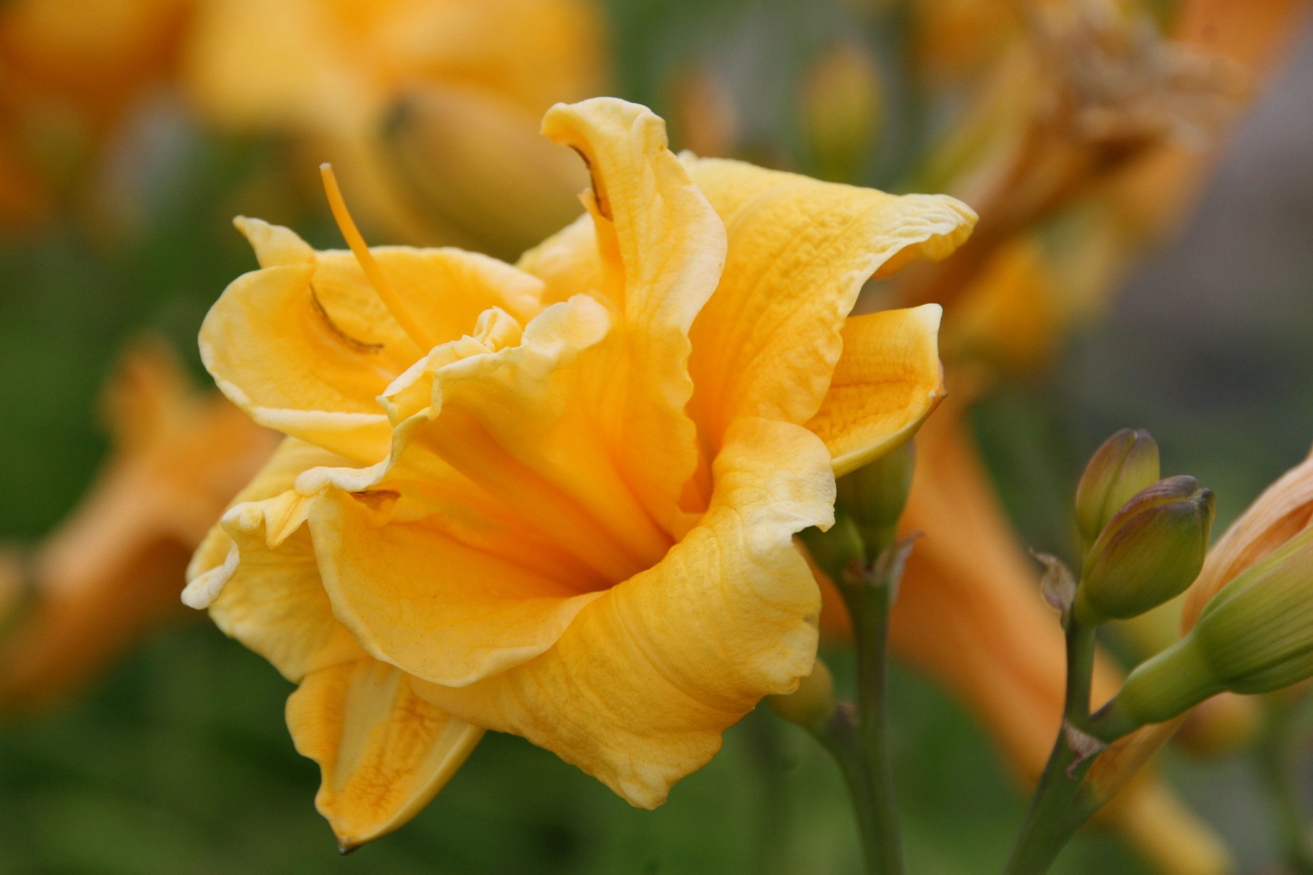 Hemerocallis x cult. 'Pojo'