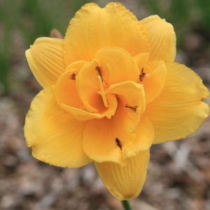 Hemerocallis x cult. 'Sauce Lady'