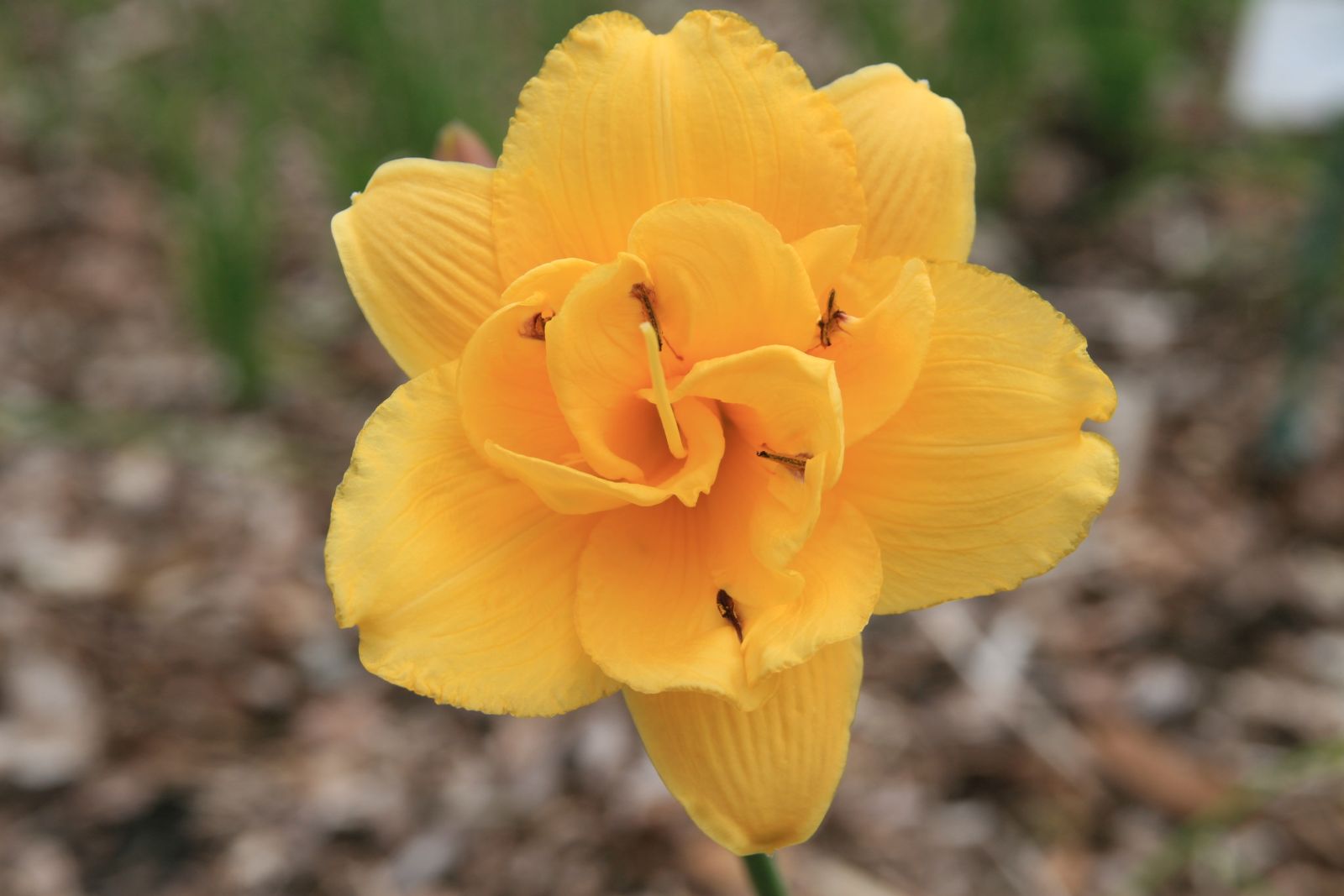 Hemerocallis x cult. 'Sauce Lady'