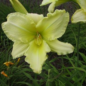 Hemerocallis x cult. 'So Lovely'