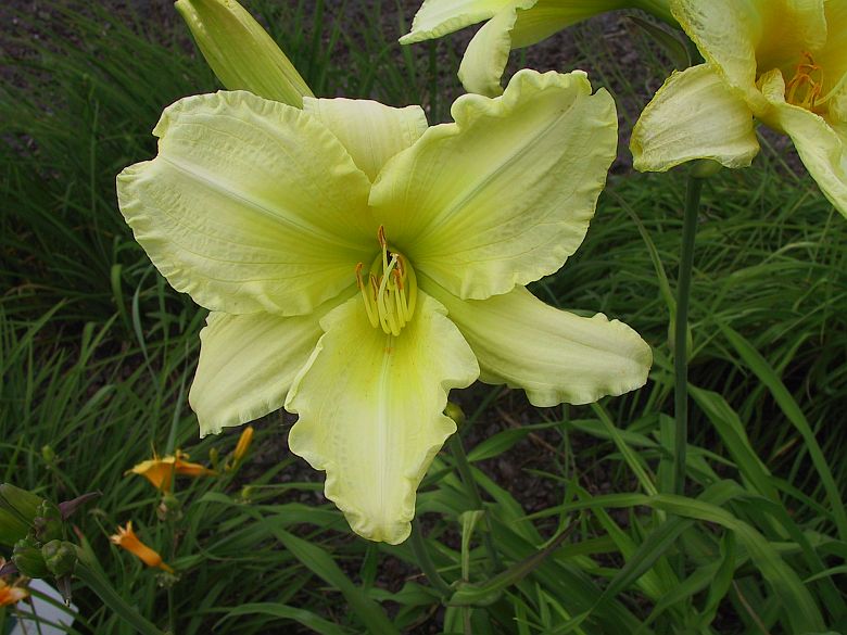 Hemerocallis x cult. 'So Lovely'