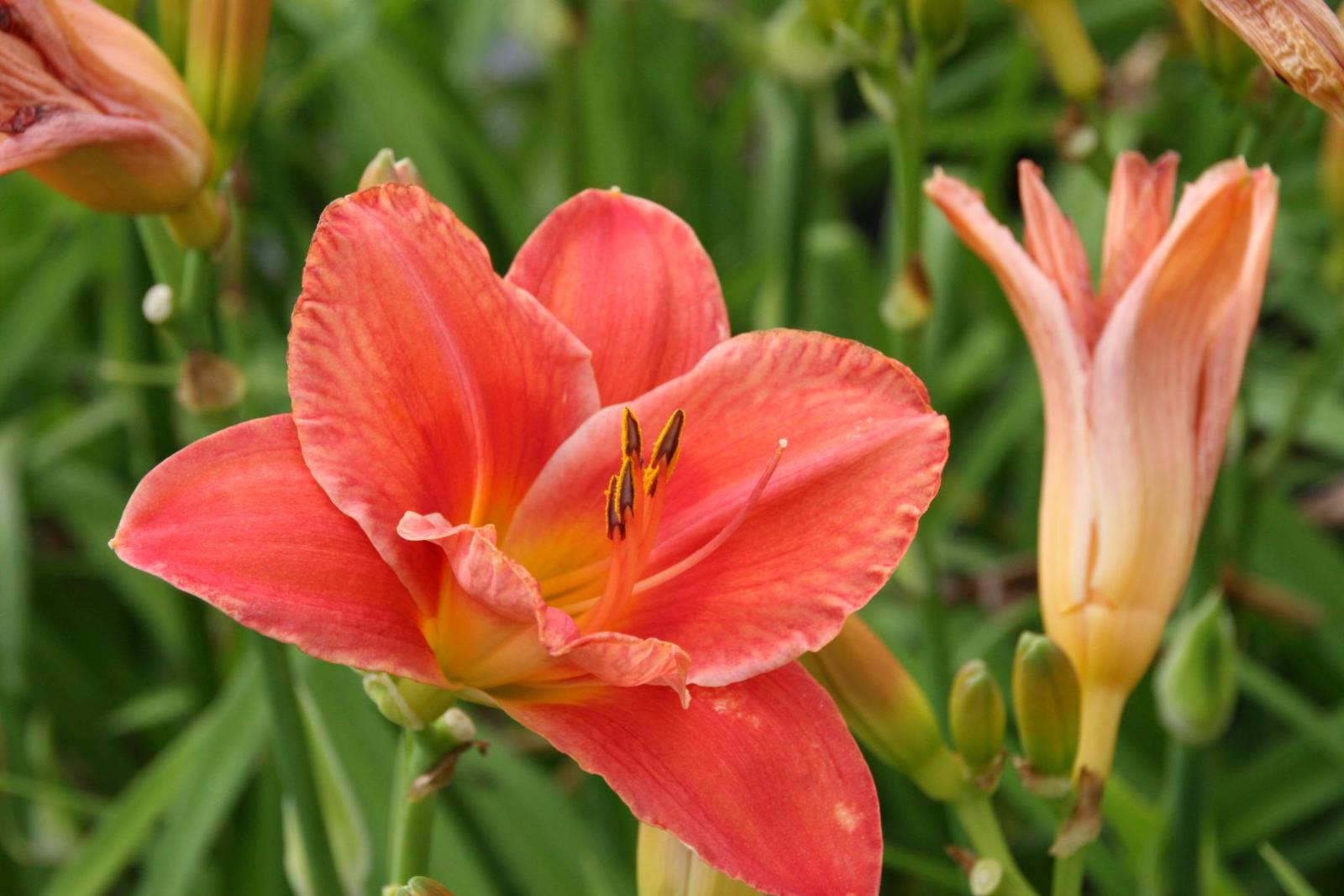 Hemerocallis x cult. 'South Seas'