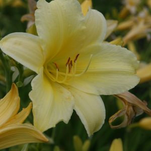 Hemerocallis x cult. 'Suzie Wong'