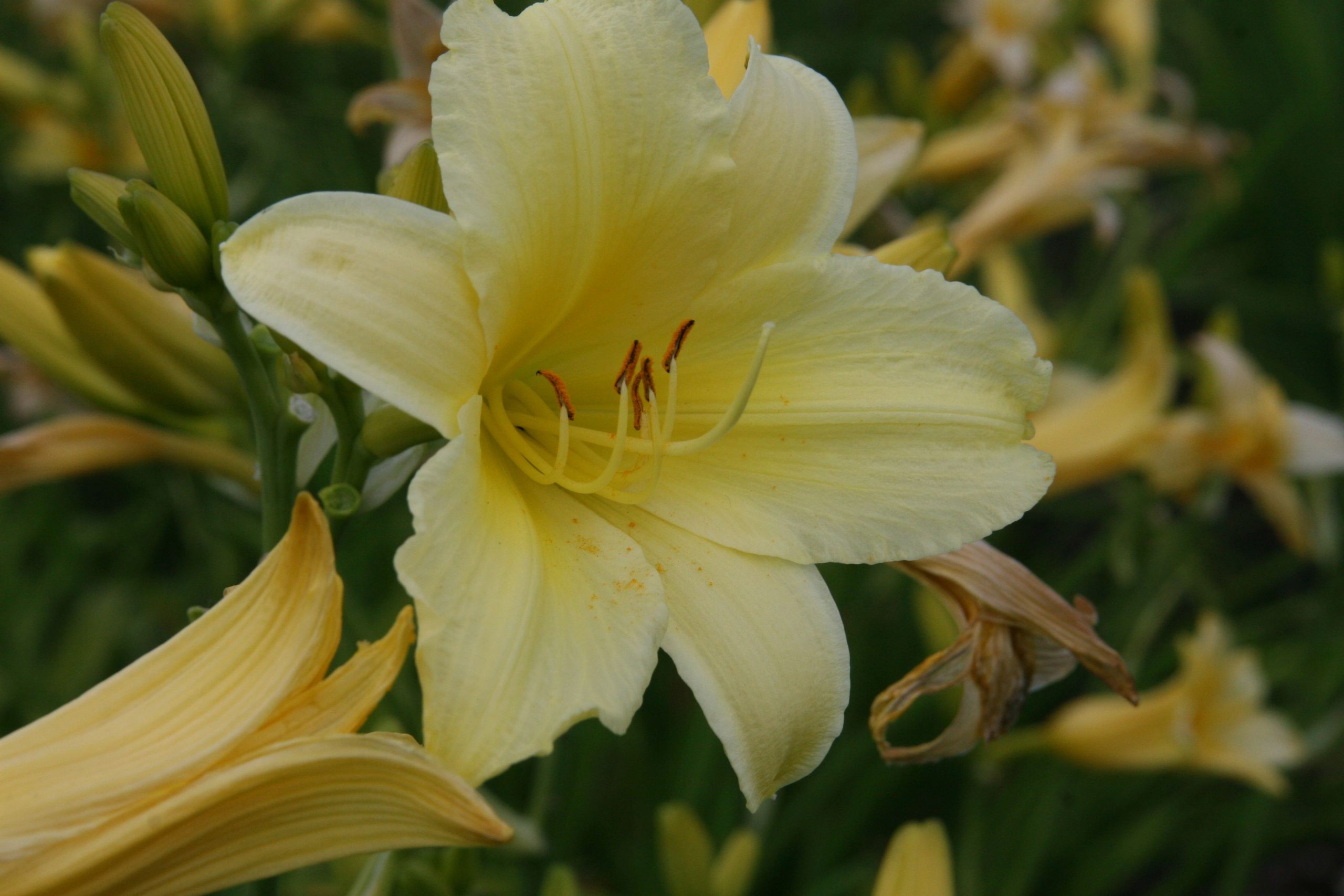 Hemerocallis x cult. 'Suzie Wong'