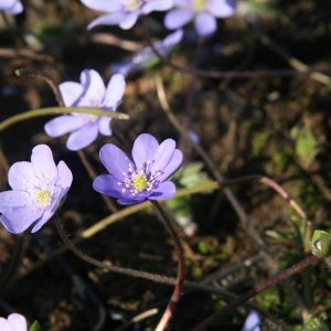 Hepatica nobilis