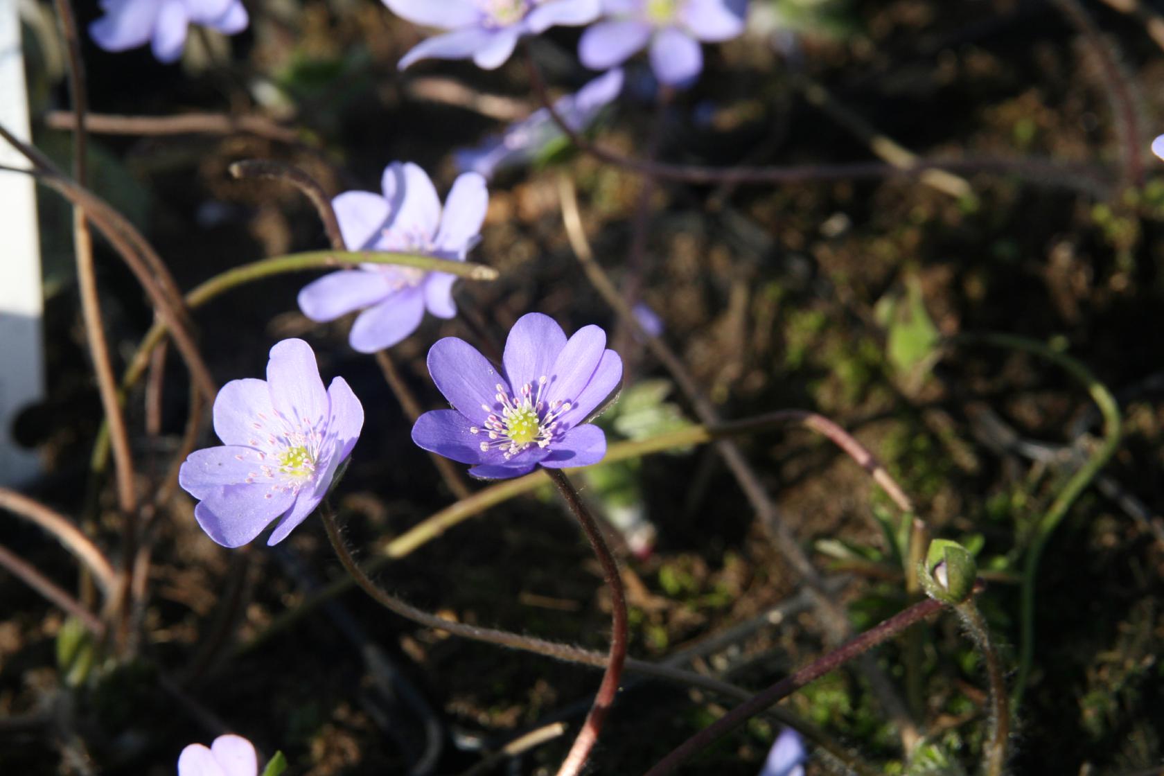 Hepatica nobilis
