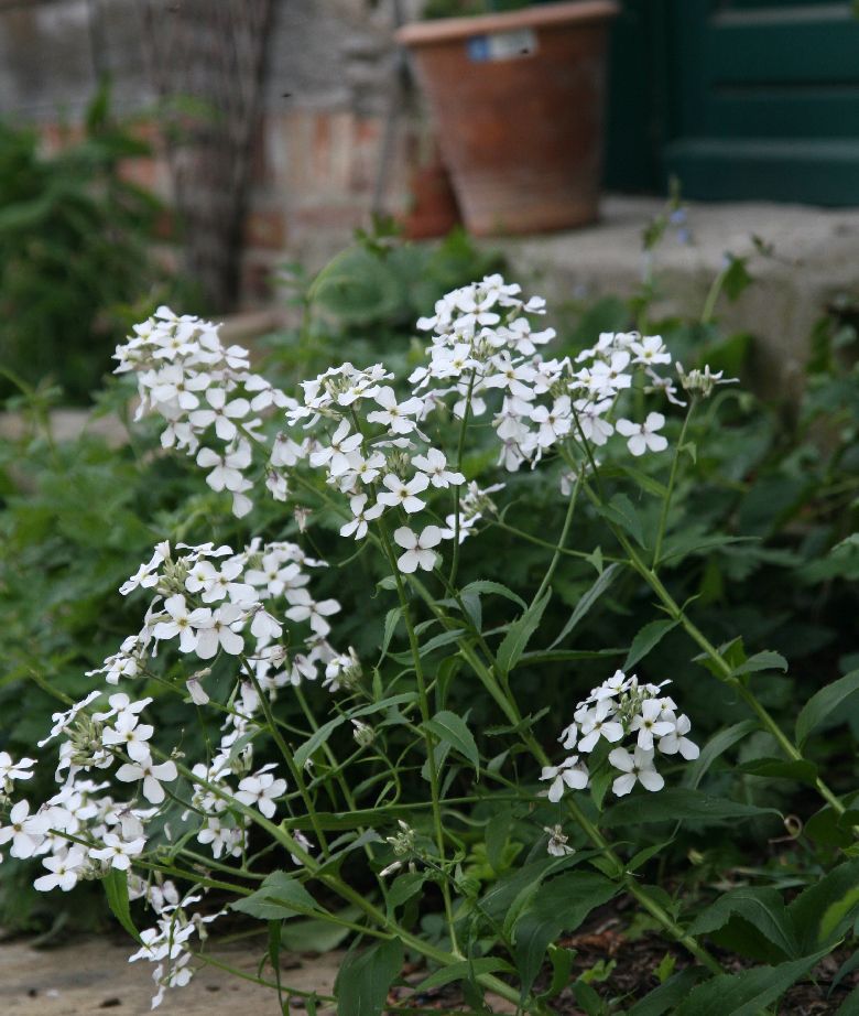 Hesperis matronalis 'Alba'