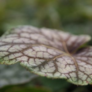 Heuchera americana 'Beauty Color' (S)