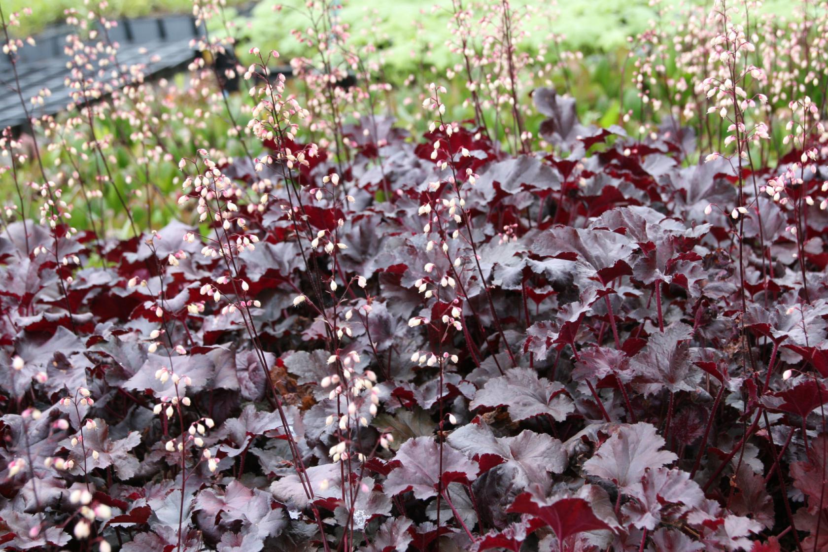 Heuchera micrantha Black Pearl' (S)