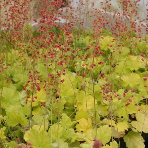 Heuchera x cult. 'Northern Exposure Lime' (S)
