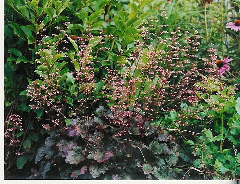 Heuchera micrantha 'Palace Purple' gen.