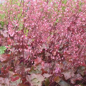 Heuchera micrantha 'Rachel'