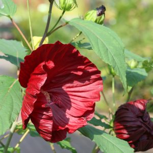 Hibiscus moscheutos 'Cranberry Crush' (S)