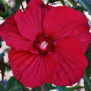 Hibiscus moscheutos 'Fireball' (S)