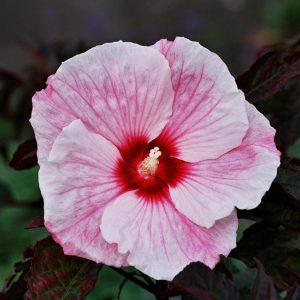 Hibiscus moscheutos 'Kopper King' (S)